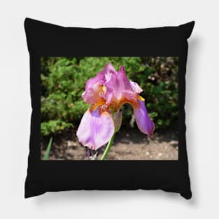 Fresh blooming iris in the Spring Pillow