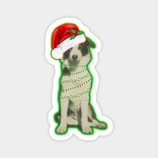 Australian Shepherd Christmas Magnet