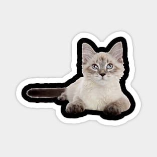 Cats Magnet