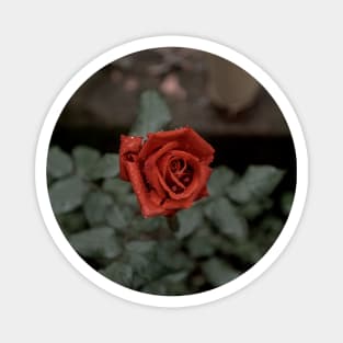 Red rose with drops Magnet