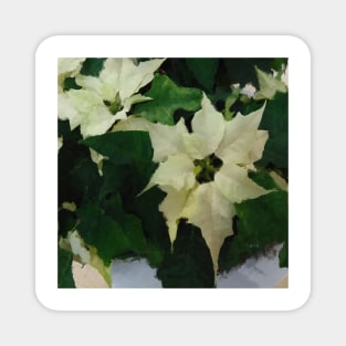 White Poinsettia Watercolor Flower  - Christmas Holiday Florals Magnet