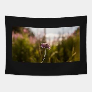 Field scabious flower in the meadow against the evening back sunlight Tapestry