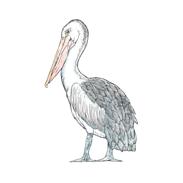 Australian Pelican by bangart