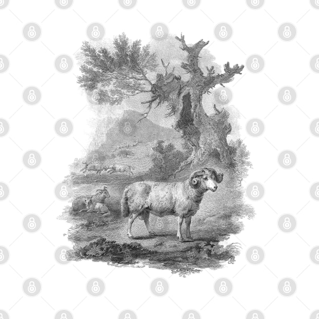 Ram in The Landscape, Vintage Farm Animal Illustration by Biophilia