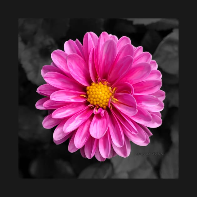 Bright pink flower with black background by Sarah Curtiss