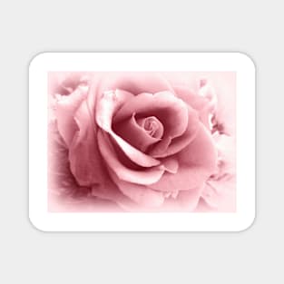 Rose Vignette Pink Magnet