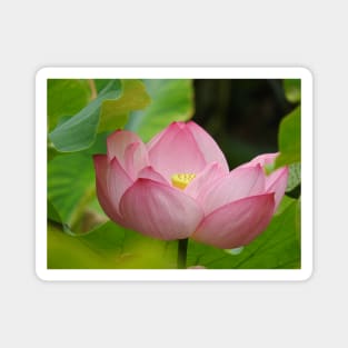 Lotus Flower Magnet