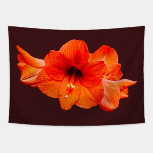 Scarlet Amaryllis  flower Tapestry