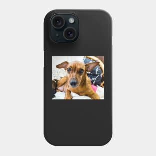 Red miniature pinscher dog portrait Phone Case