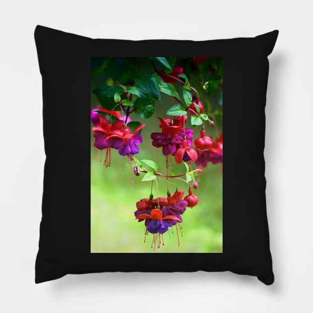 Fuchsia Pillow by Colette22