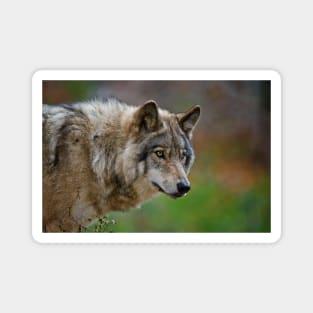 Timber Wolf Magnet