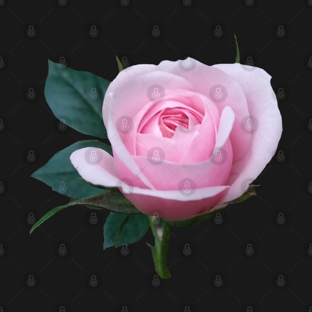 unique pink rose, roses by rh_naturestyles