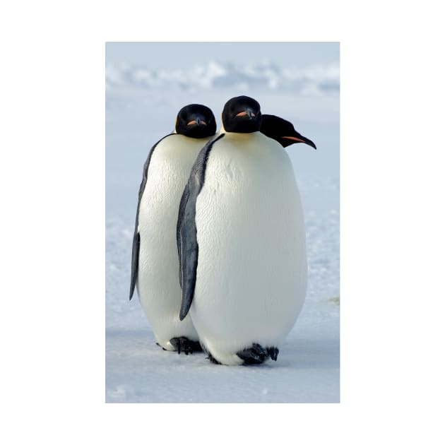 Emperor Penguins Huddled by Bravuramedia