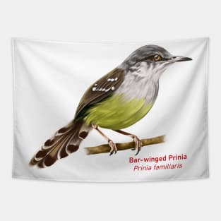 Bar-winged Prinia | Prinia familiaris Tapestry