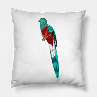 Resplendent quetzal bird cartoon illustration Pillow