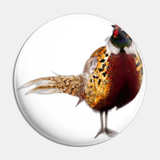 Cute Pheasant Drawing Pin