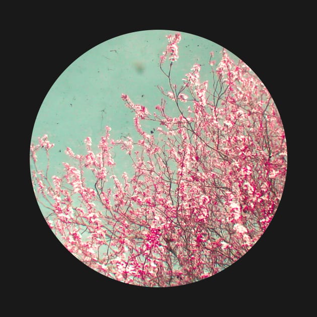 Blossom by Cassia