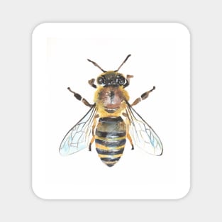 Honey Bee Magnet