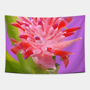 Colorful Tropical Bromeliad Flower in Pink, Purple, Lavender and Green Tapestry