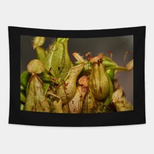 Nepenthes Tapestry