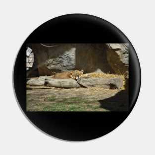 Lioness Pin