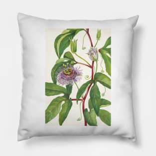 Maypop Passionflower - Botanical Illustration Pillow