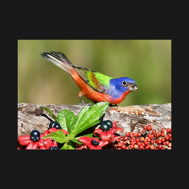 Painted Bunting Male Bird by candiscamera