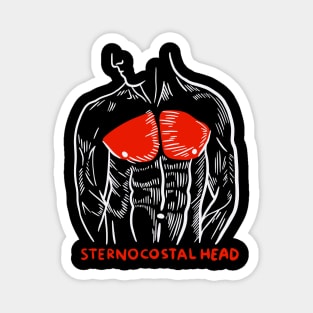 Weightlifting Gym Trainer Muscles Anatomy Sternocostal Head Magnet