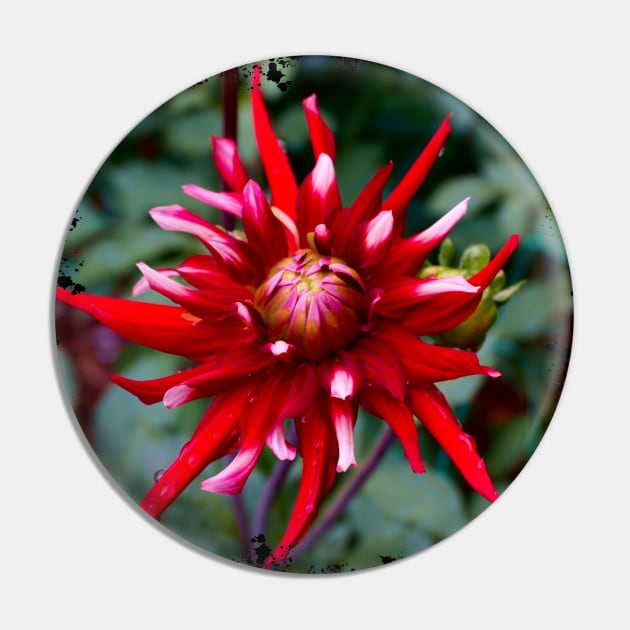 Spiky Red Dahlia Pin by Nicole Gath Photography