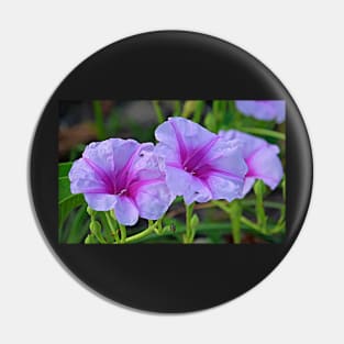 Ipomoea pes-caprae - known as bayhops, beach morning glory or goat's foot Pin