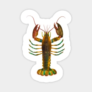 Colorful lobster shrimp in vintage illustration Magnet