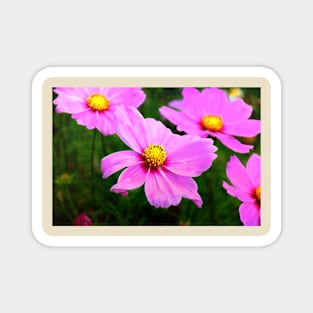 Summery Pink Cosmos Magnet