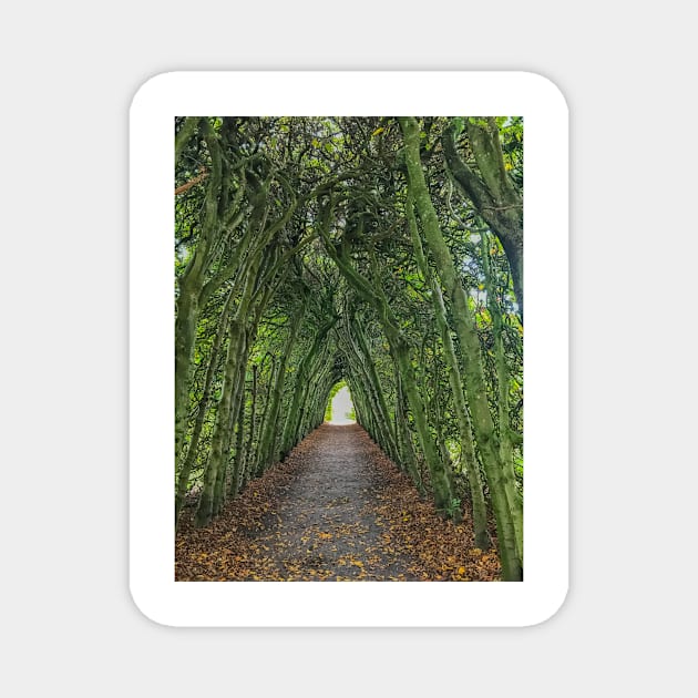 Tree tunnel Magnet by Photopat