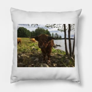 Scottish Highland Cattle Bulls 2035 Pillow