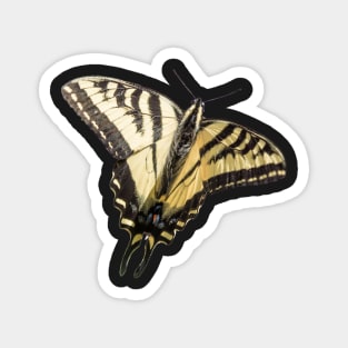 Western Tiger Swallowtail Butterfly Sticker Magnet