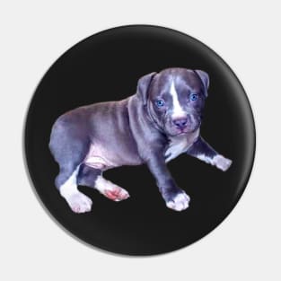 Cute Blue line pit bull dog puppy - with blue eyes Pin