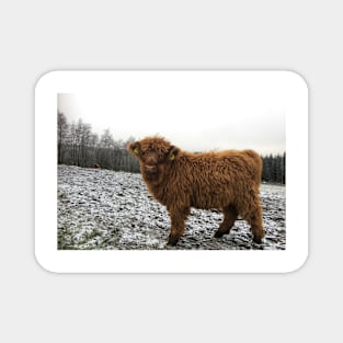 Scottish Highland Cattle Calf 1852 Magnet