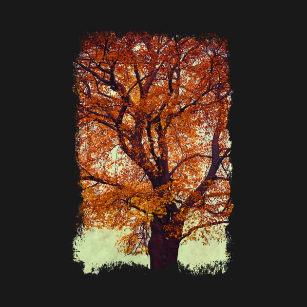 Beech Tree In Fall Colors by DyrkWyst