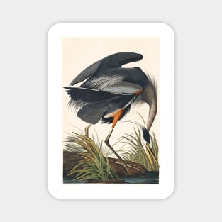 Great Blue Heron Robert Havell after John James Audubon 1834 Art Print Magnet