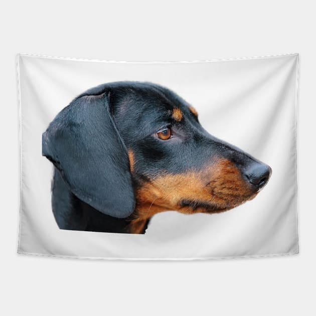 Dachsund Tapestry by static-shotz