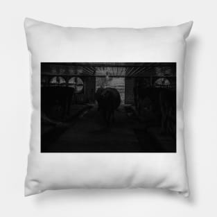 Cows at milking time in and entering dark Amish milking shed Pillow