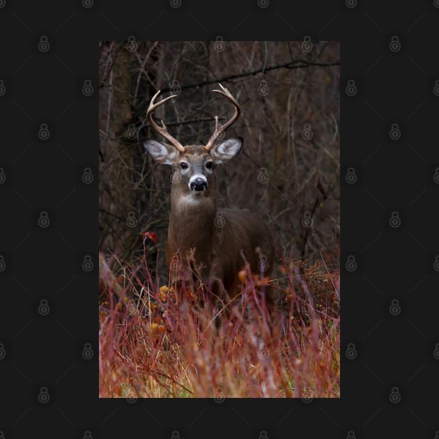 Young Buck - portrait - White-tailed Deer by Jim Cumming