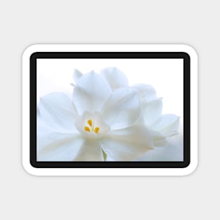 White Blooms Magnet