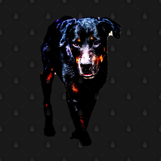 rottweiler by rickylabellevie