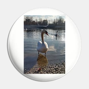 Swan photo Pin