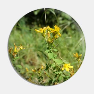 Spotted St. John's Wort Pin