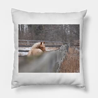 Palomino thoroughbred colt Pillow