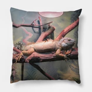 Varan photo. Pillow