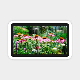 Echinacea Purpurea Magnet