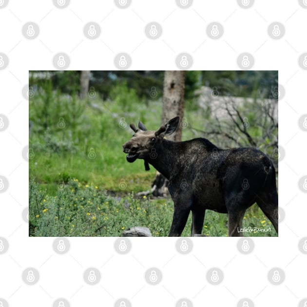 Smiling Moose by Leslie Pino Durant